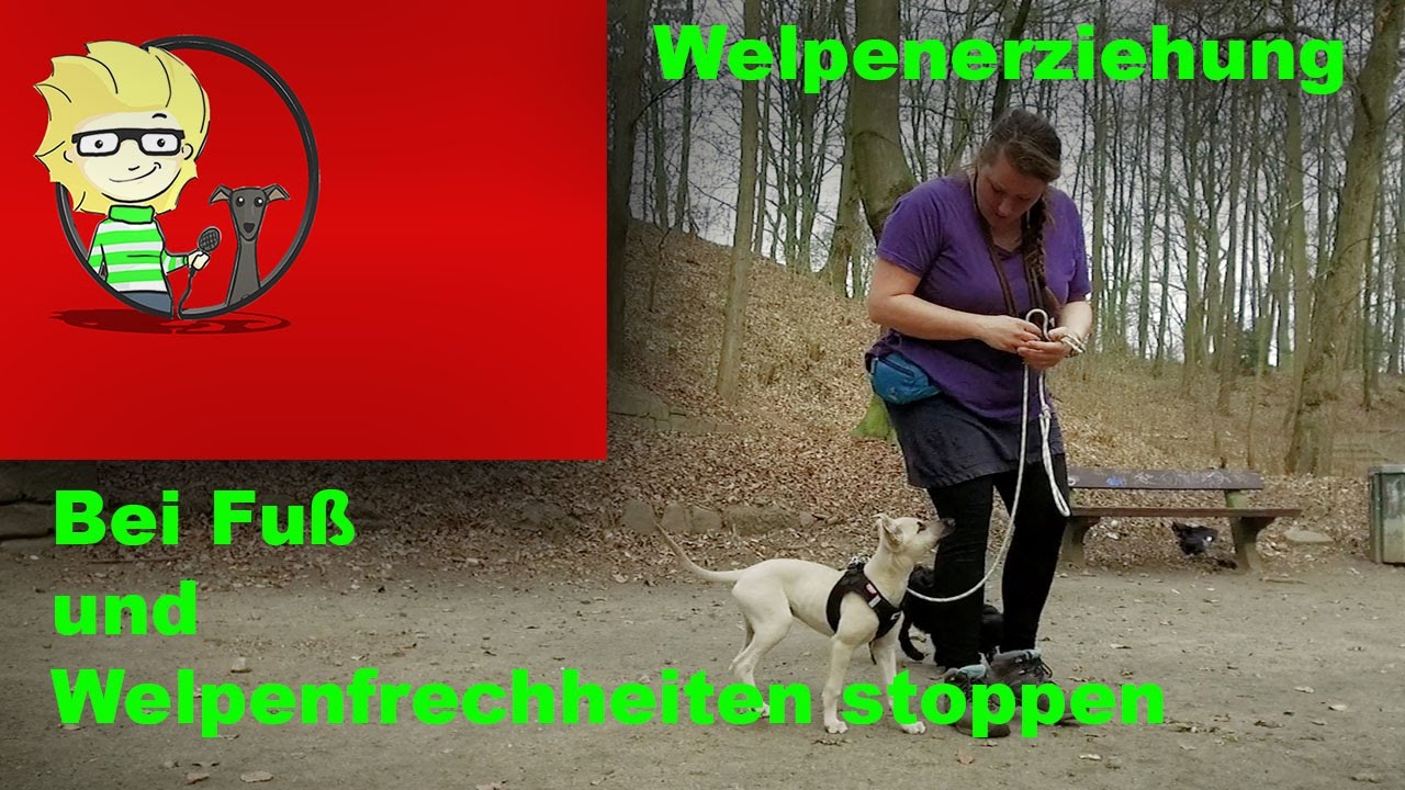 (FOLGE 10) Welpenerziehung: Fuß beibringen und Welpenfrechheiten richtig stoppen