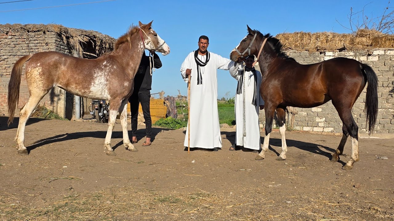 شيخ البلد عامل انقلاب في السوق اجمل خيل عشر في مصر الأسعار والسلالات بيقدم سلالات خليط إيطالي
