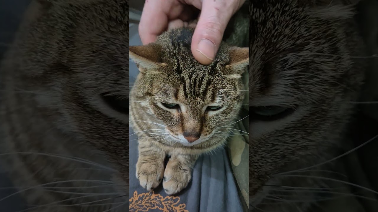 Посиделки с Чучей.