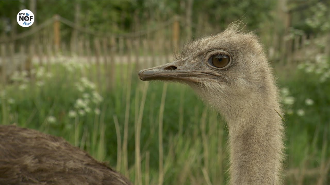 Sanjes Safari kan landelijke sensatie weer showen aan het publiek: 