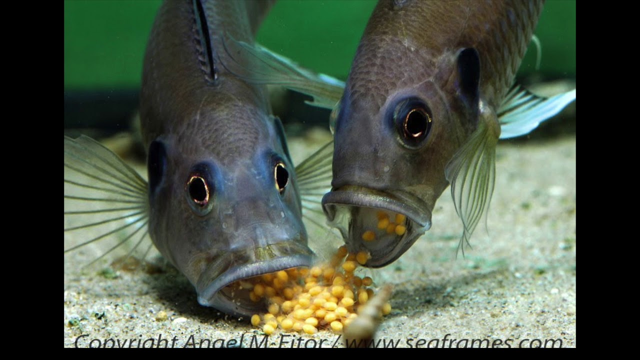 Sexado de tilapia