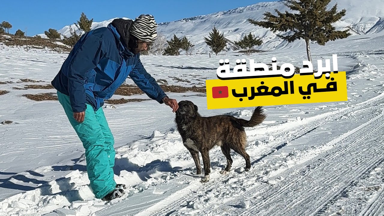 البرد