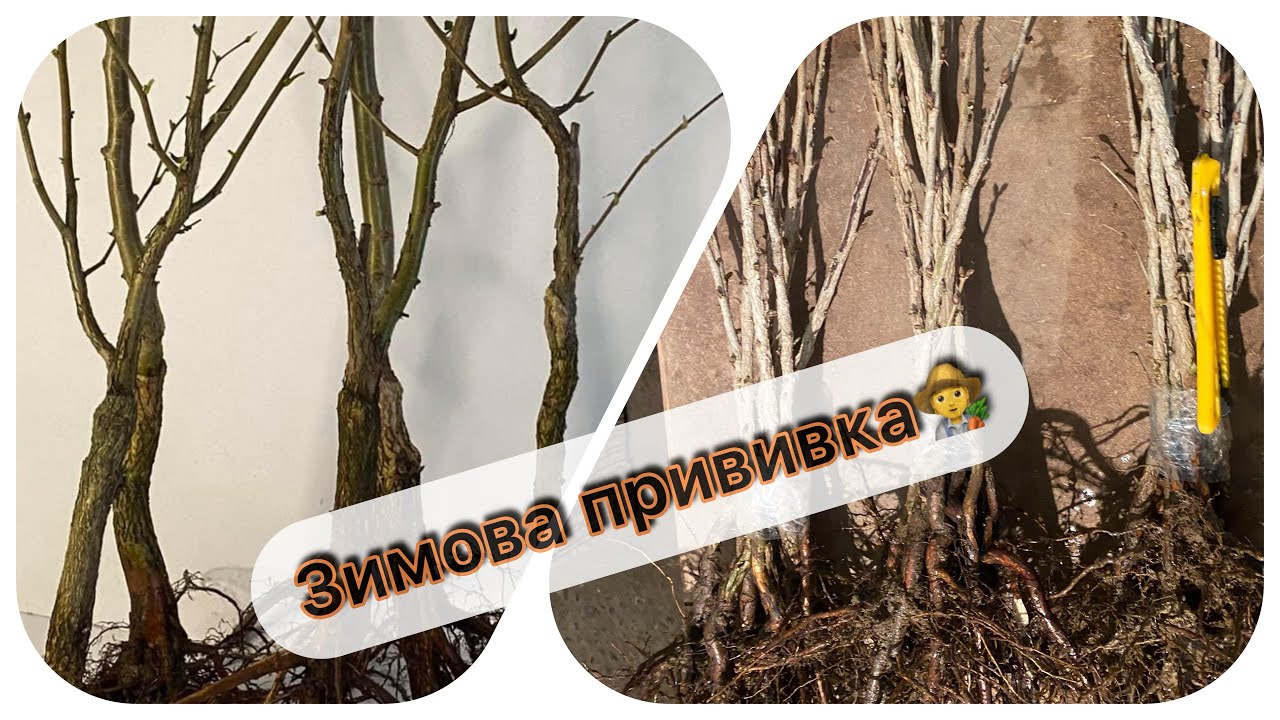 Як ми прививаємо фундук на ведмежий горіх 🧑‍🌾🌳