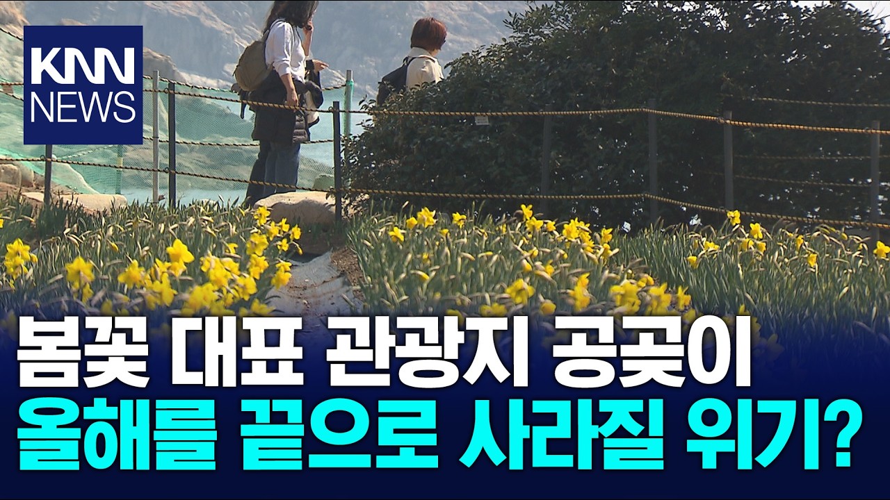 60년 이어온 거제 공곶이 수선화.. 내년에도 이어질까? / KNN