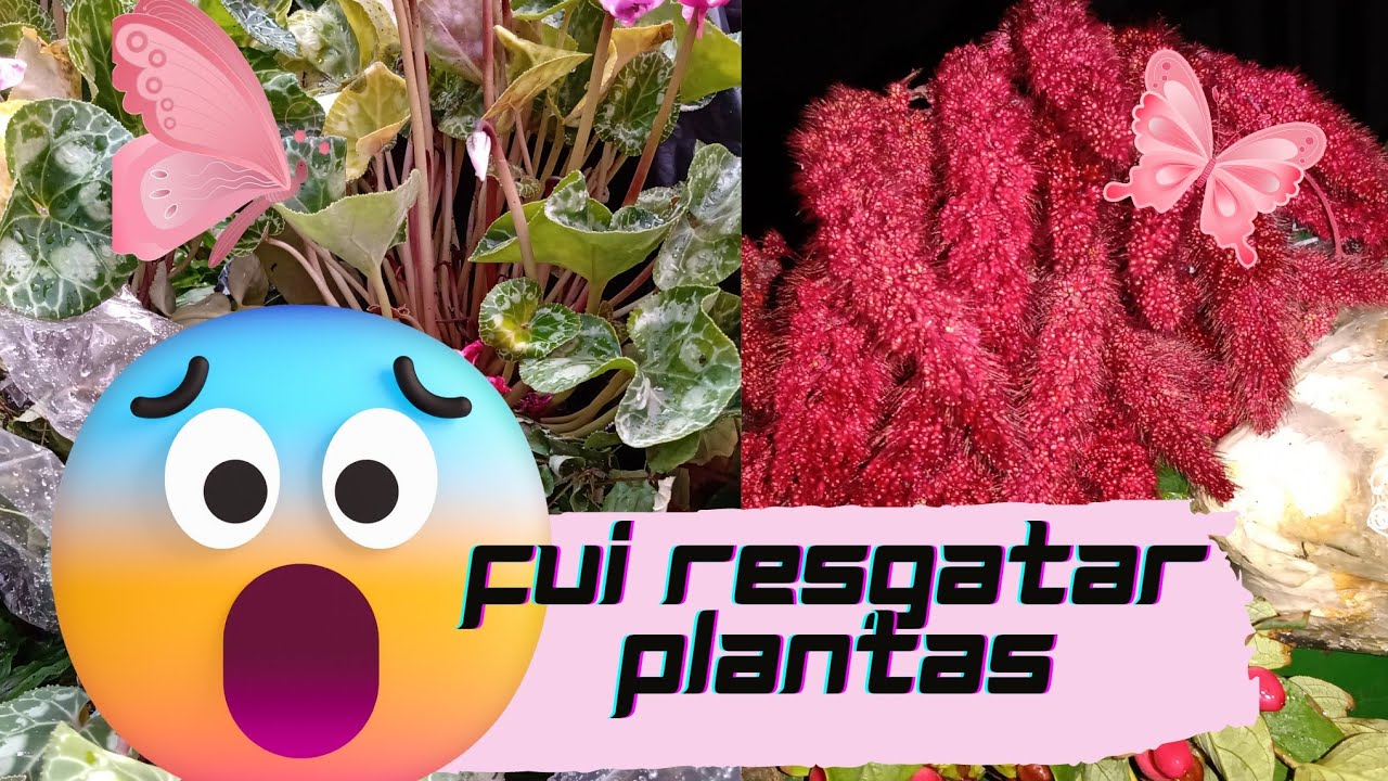 fui resgatar plantinhas na lixeira e olha o tanto de plantas que eu encontrei🌷💐🌵😱