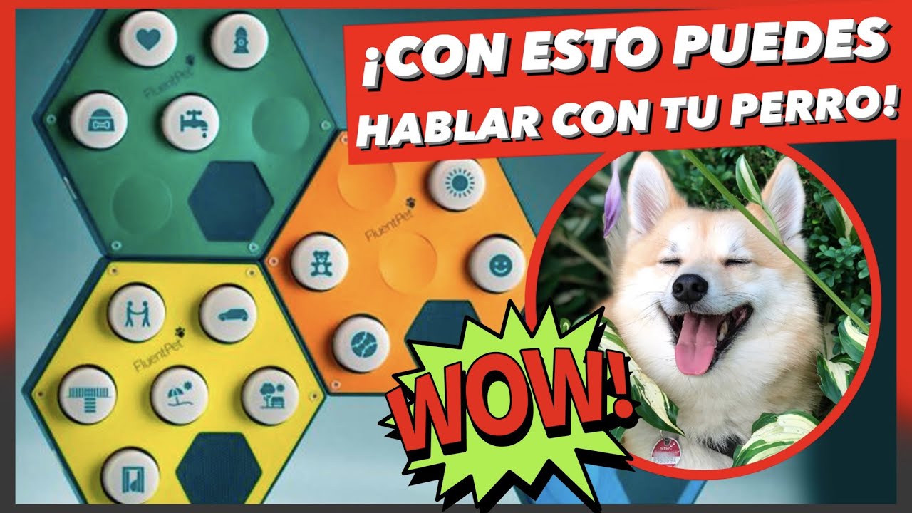 ¿SIEMPRE HAS QUERIDO HABLAR CON TU PERRO? 😱 ¡CON ESTOS BOTONES PUEDES HACERLO! 🤯