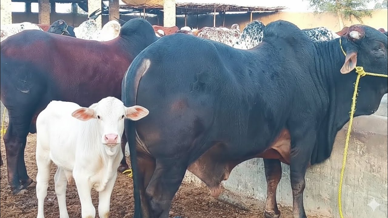 عزیز کیٹل فارم اینڈ پلائ سینٹر حاصل پور Aziz Cattle Farm and Palai Center Hasilpur