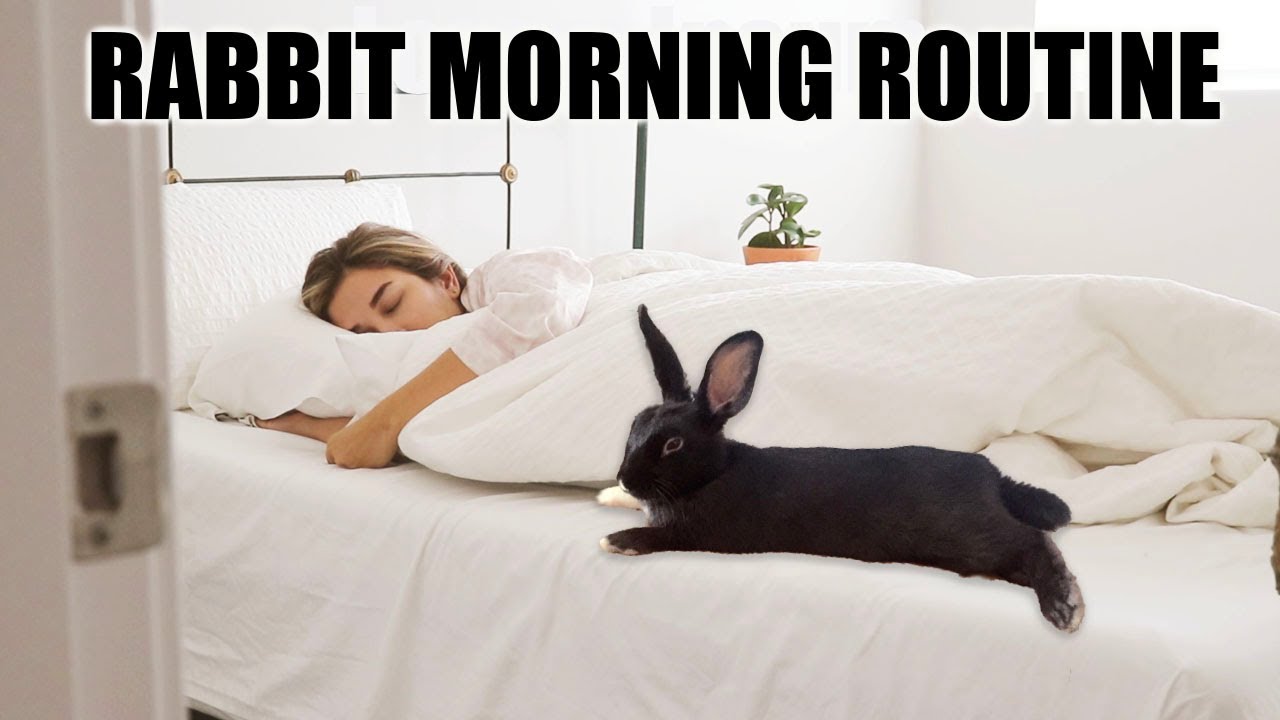 IN DEPTH BUNNY MORNING ROUTINE 💜