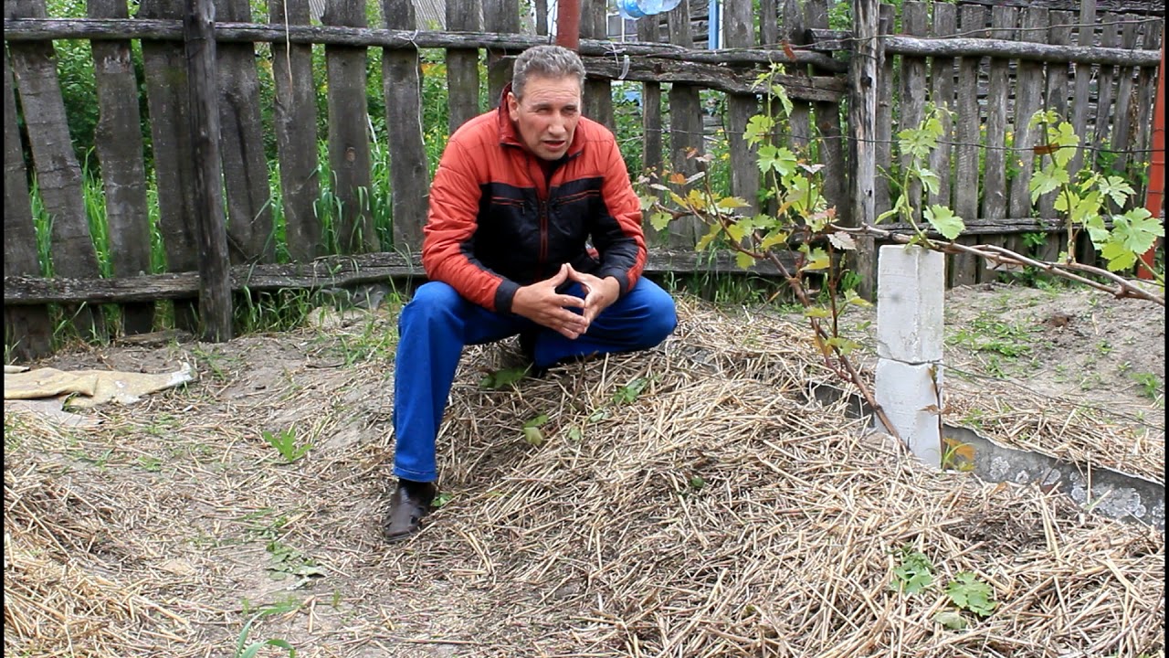 Как  я, стал селекционером .