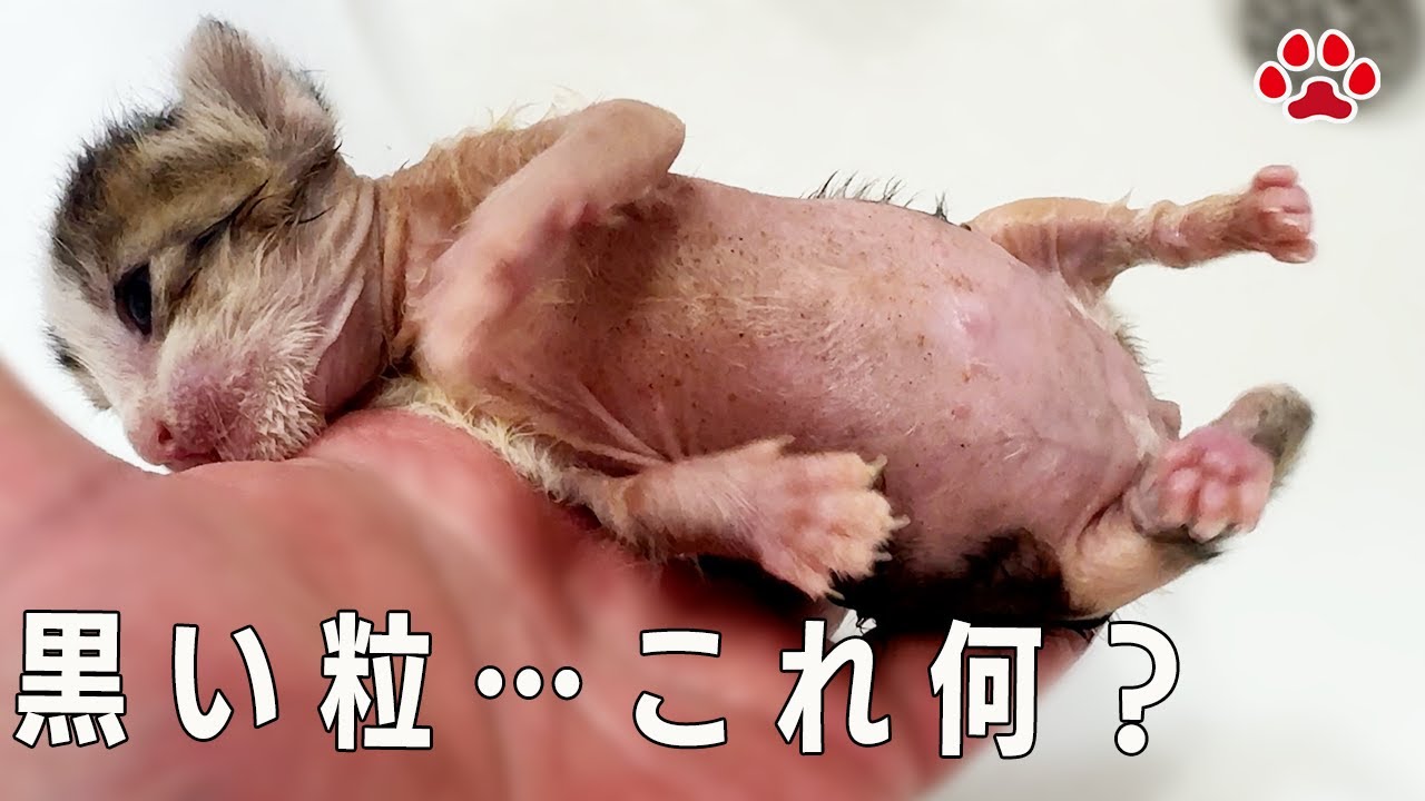 赤ちゃん猫に付着した謎の黒い粒の物体…これは一体何！？【瀬戸のステラ＆クロエ日記】