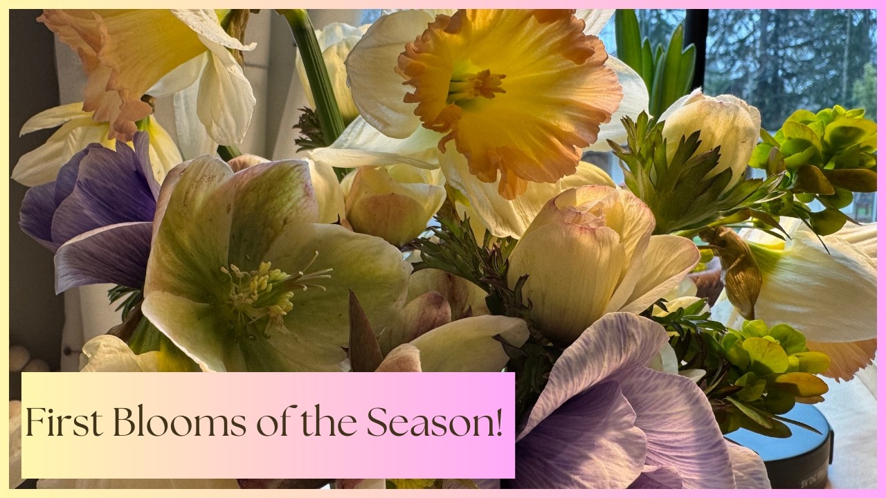 Cutting the First Spring Flowers! 🌷 Tips for Daffodils, Hellebores & More