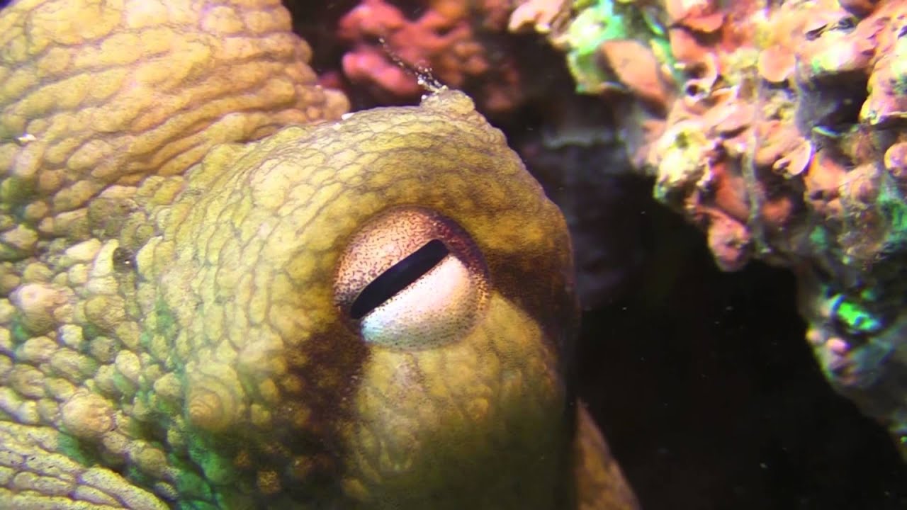 Buceo en las Islas Medas
