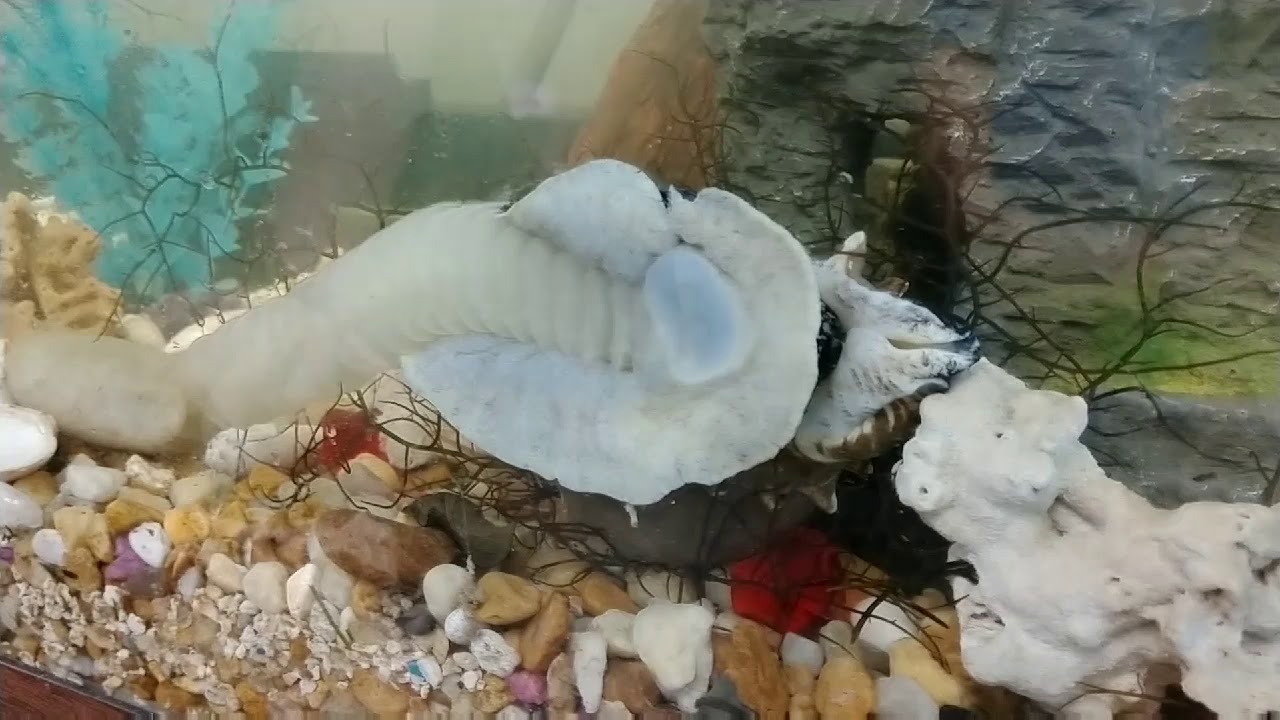 FLORIDA CROWN CONCH LAYS EGGS IN A CLASSROOM AQUARIUM
