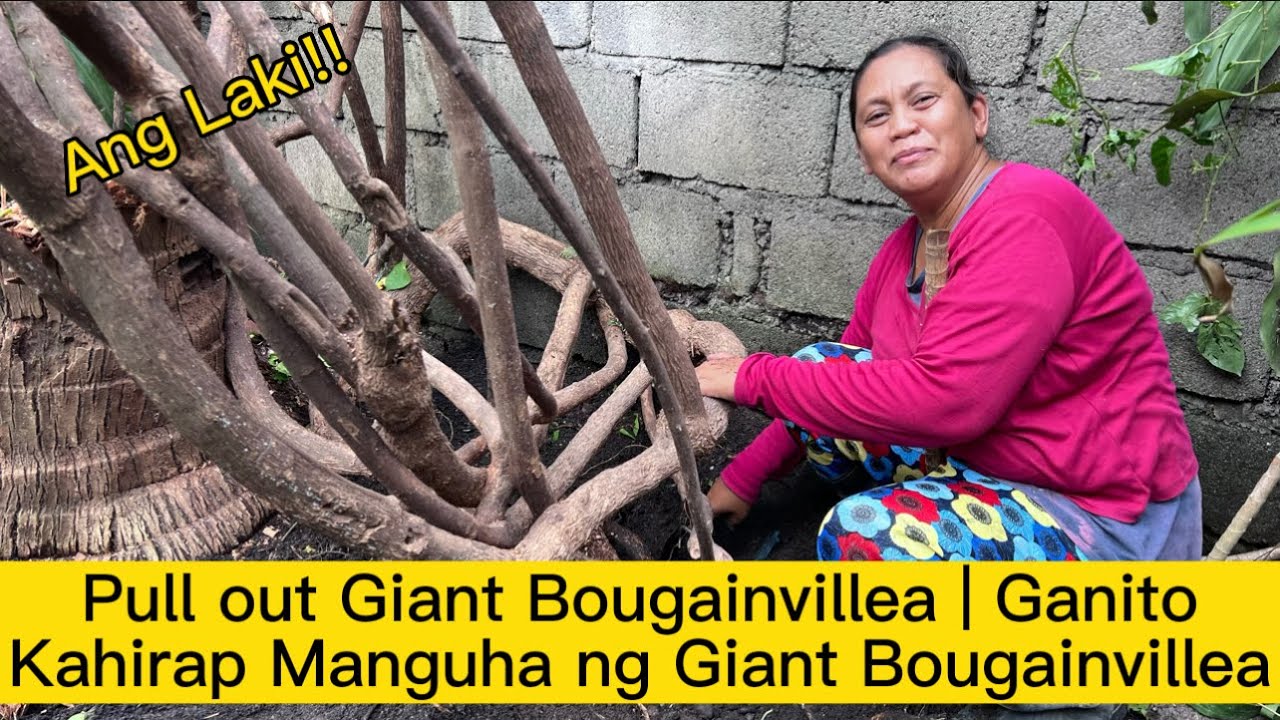 Pull out Giant Bougainvillea | Ganito Kahirap Manguha ng Giant Bougainvillea