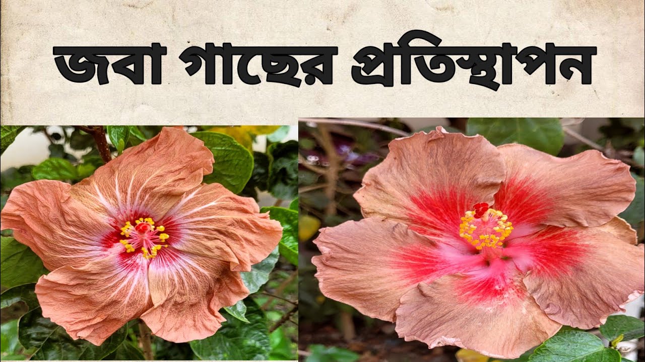 জবা গাছের কাটাই ছাঁটাই ও রিপটিং/How to Repot Your Hibiscus Plant. 