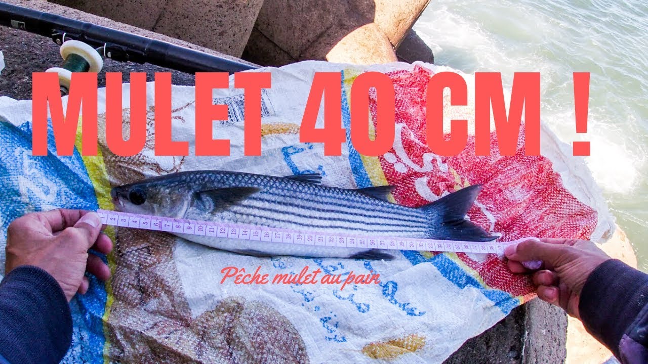 Aventure pêche du mulet au pain | Prise de 40 CM !!! | Casablanca | FISH ON !