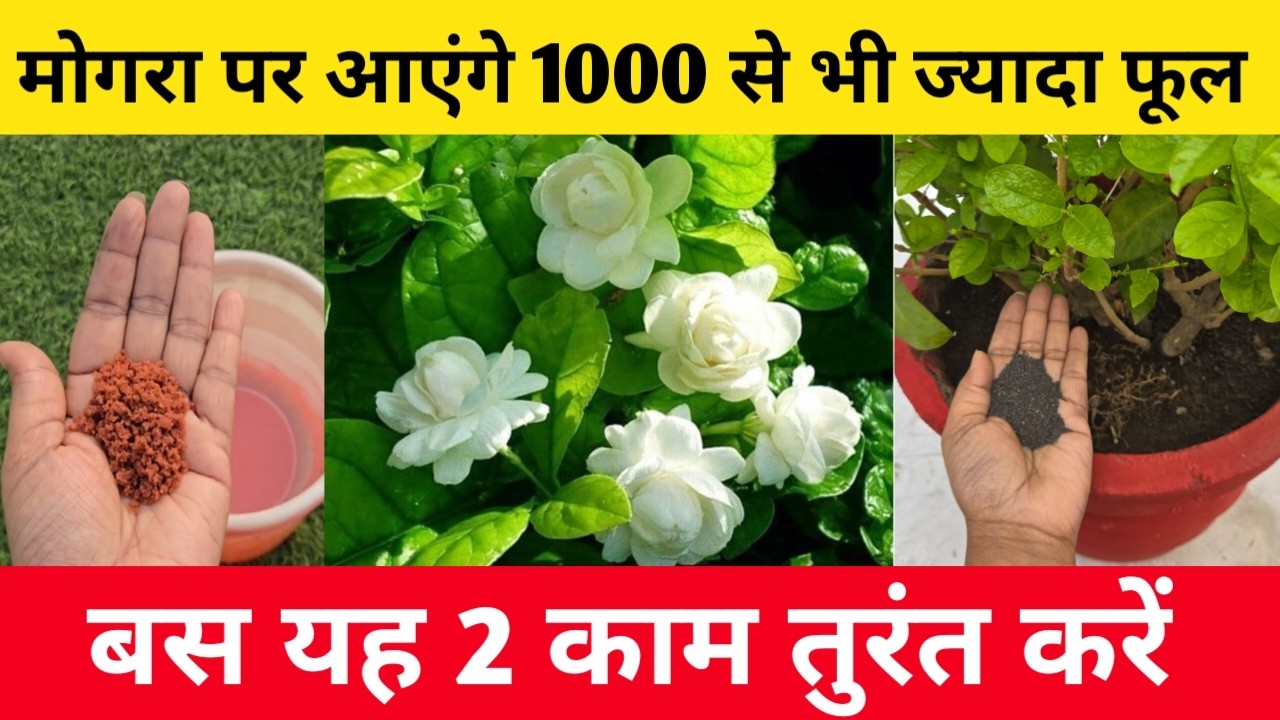 मार्च में मोगरा को दें ये जादुई खाद, पत्तों से ज्यादा आएंगे फूल
