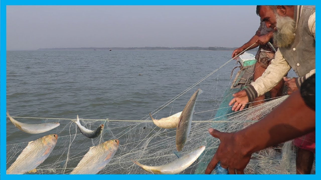 Amazing Fast Hilsa Fishing Skill | Catching Hilsa Fish Big on The Sea | Fish Corn
