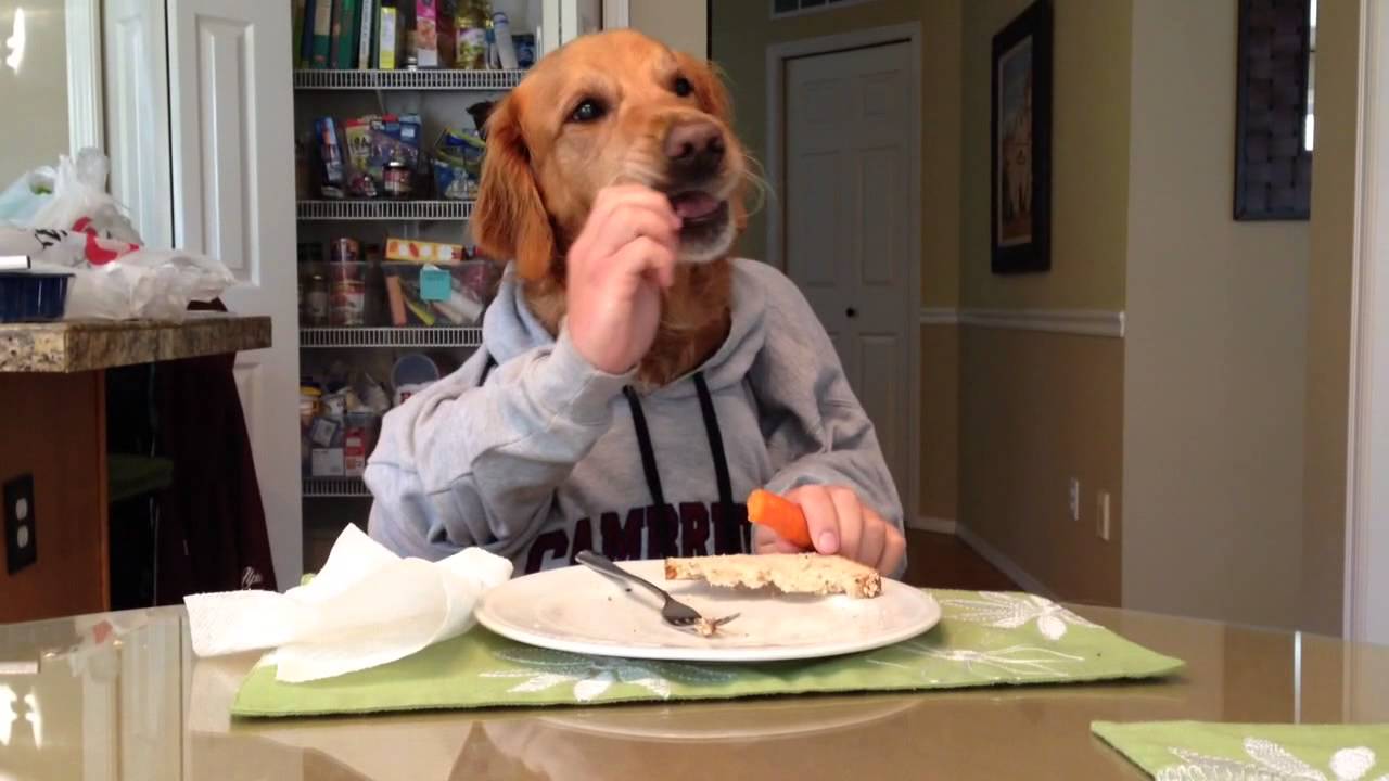 Dog eating with Human Hands - Oakley Loves his carrots