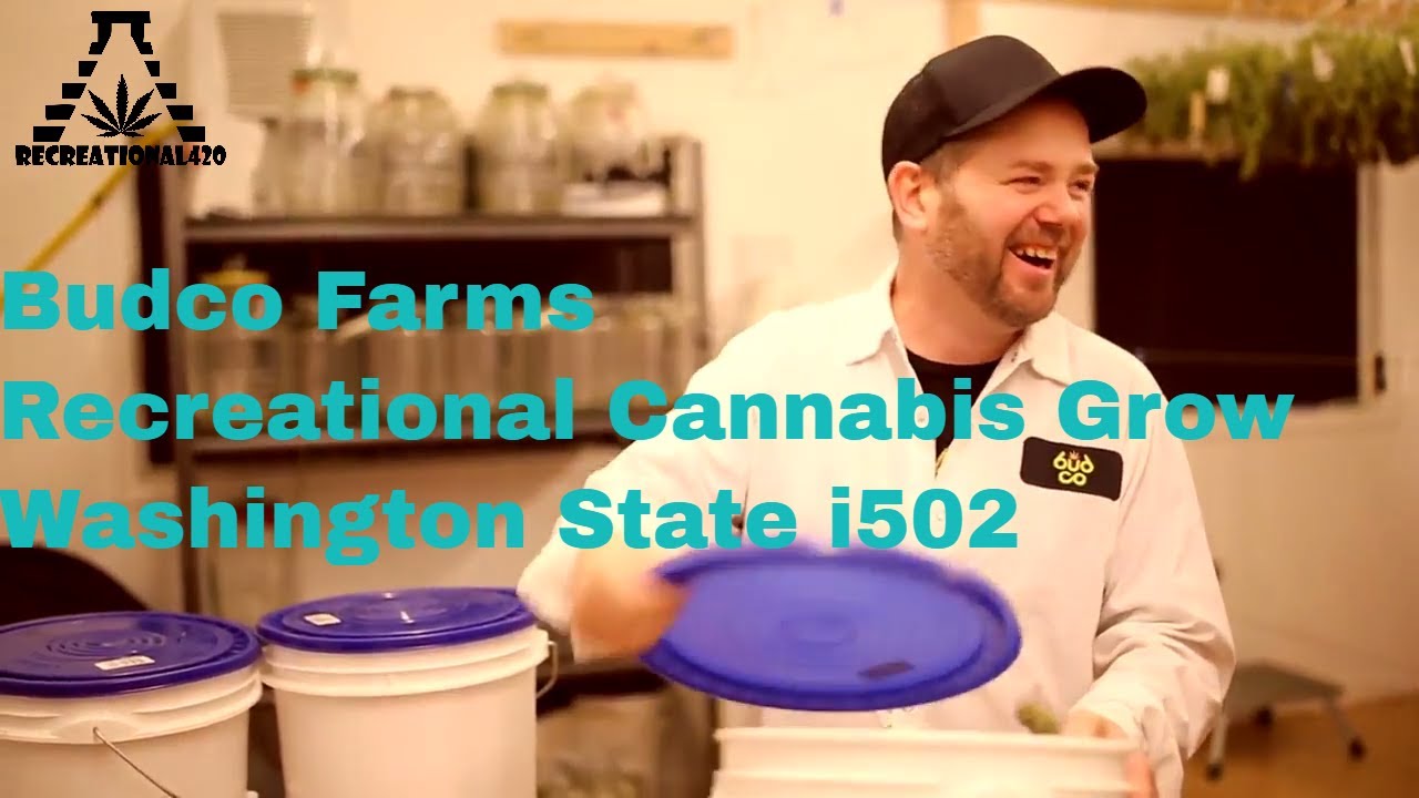 Budco Farms - Recreational Cannabis Grow - Washington State i502