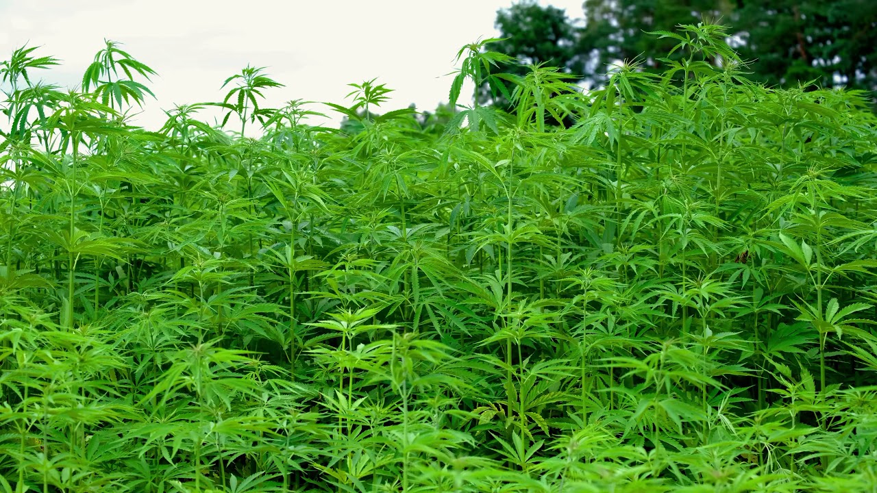Hemp no copyrigh video, 4k video, 1080p video, background video, download free video.