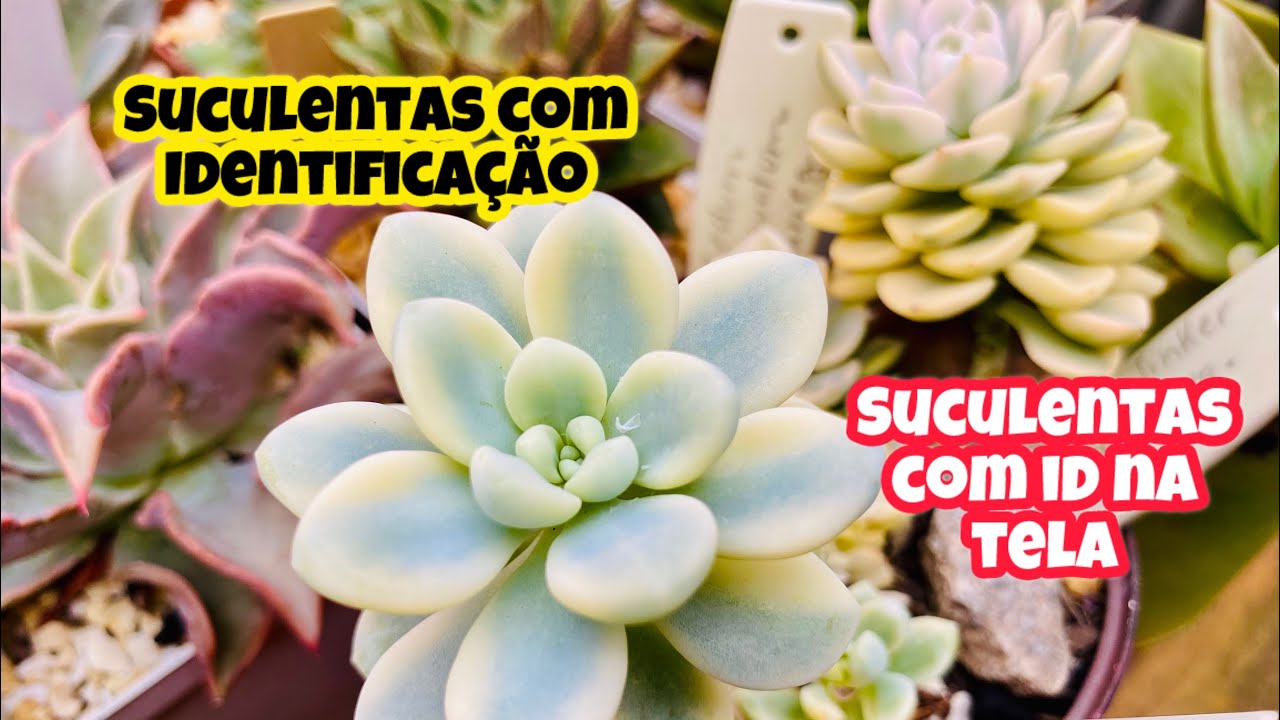 SUCULENTAS RARAS IDENTIFICADAS 