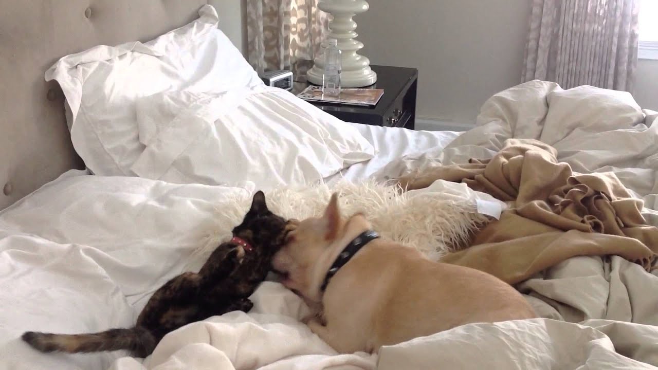 French Bulldog complication # 2.March 2015.