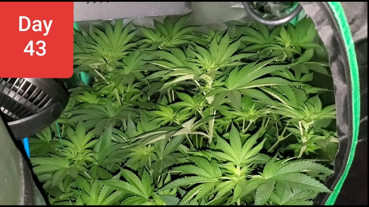 2x2x4 grow tent HUGE seedlings day 43 / day 7 flower