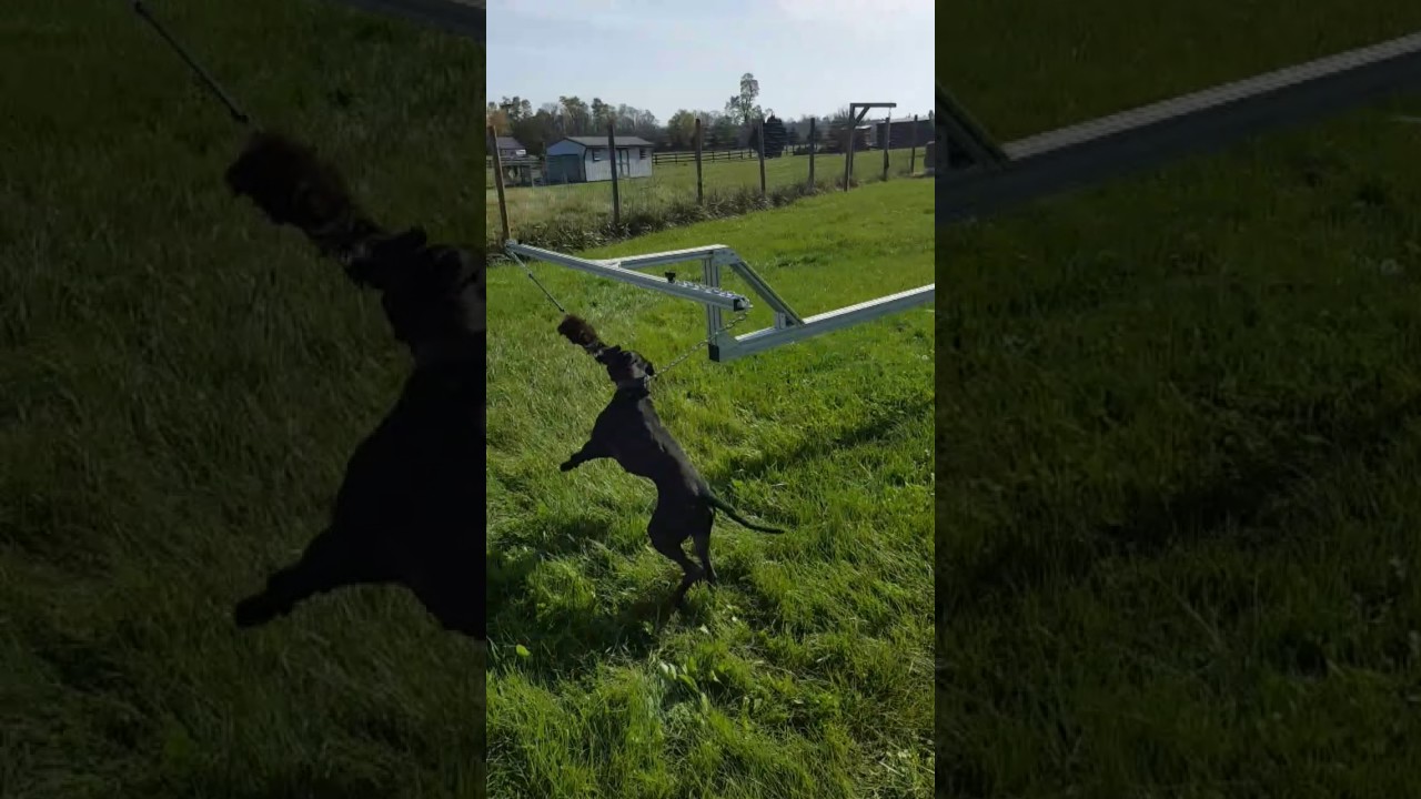 Dog Trotter K9 Treadmills