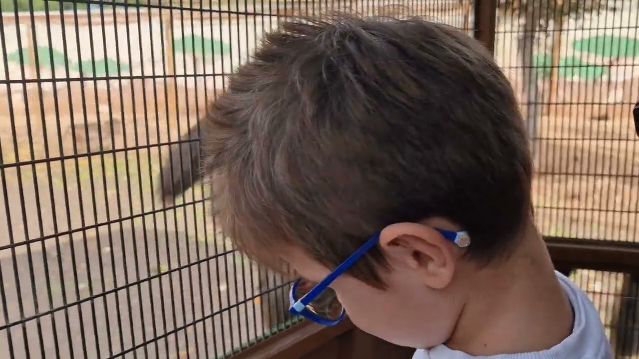 01/11/2023 - Trenino scimmie allo Zoo Safari in camper - video 4-