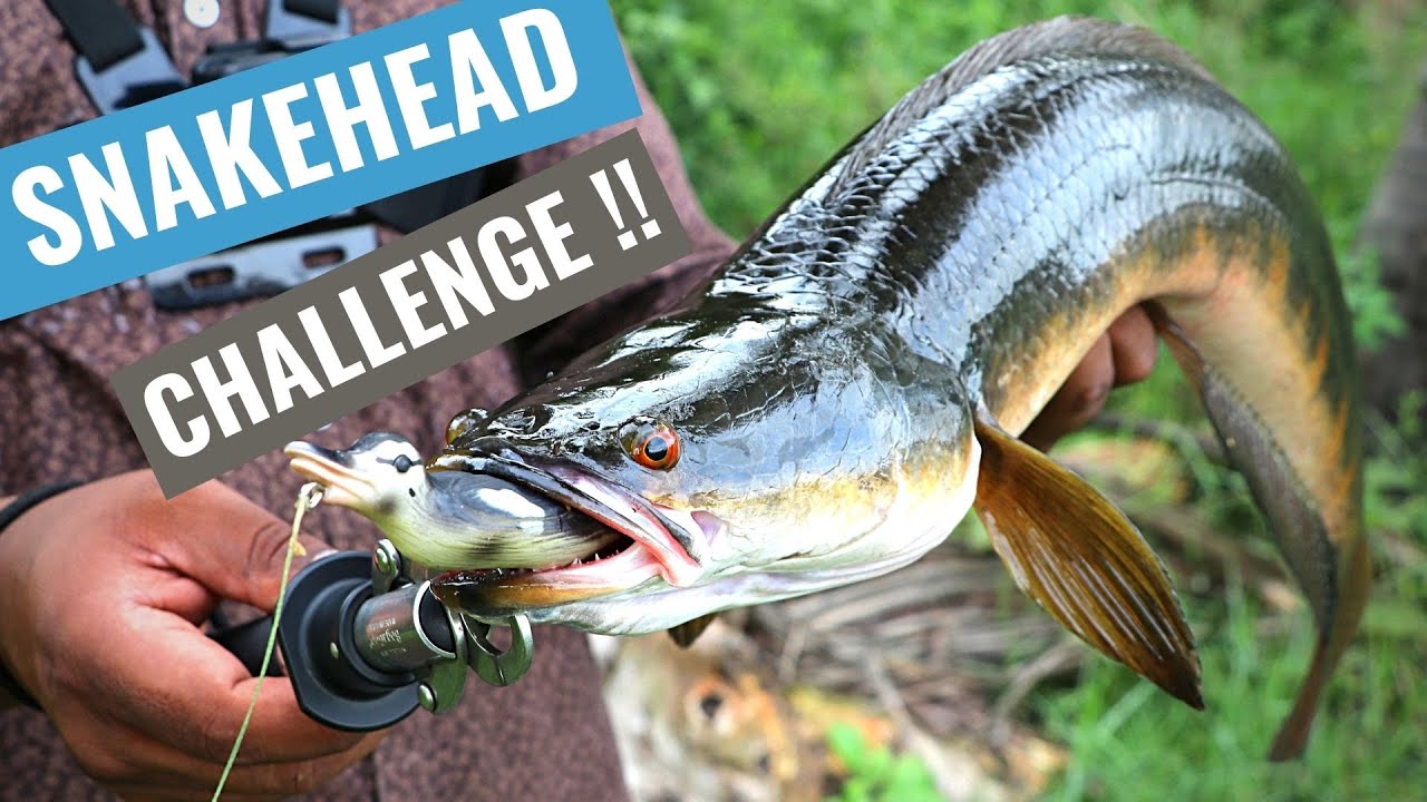 Snakehead Fishing Challenge! (Basic tips and techniques India 2020)