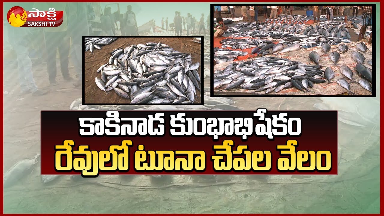 Huge Amount of Tuna Fishes | Tuna Fish Auction at Kumbhabhishekam Port Kakinada | Sakshi TV