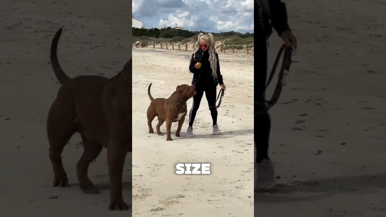 American Pitbull Terrier EXPLAINED! 🐶 Everything You Didn't Know