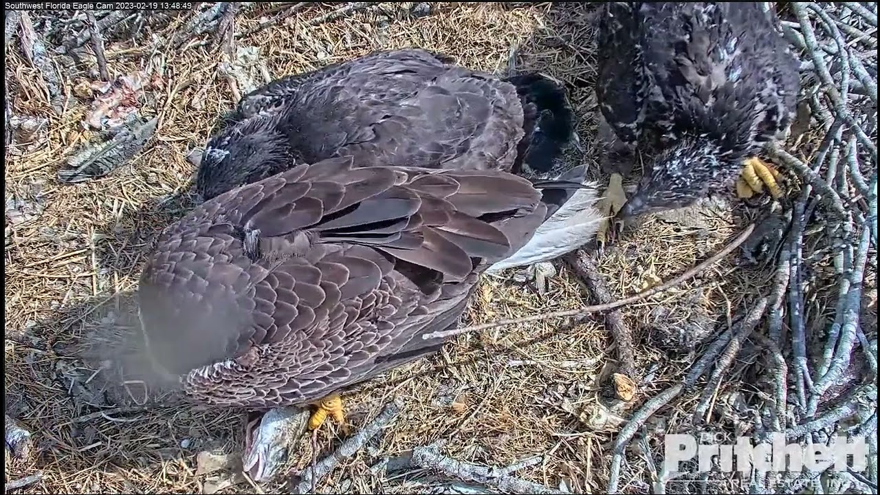 Southwest Florida Eagle - Bieliki M15 & -E21🐥🌹🍀, E22🐥🌹🍀-Samica 