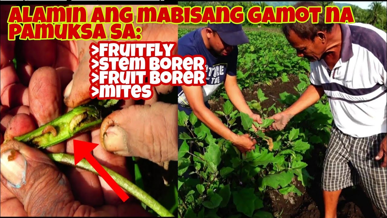 Paano Sugpuin ang Fruit Borer, Stem Borer at Pangungulot sa Dahon ng Talong?