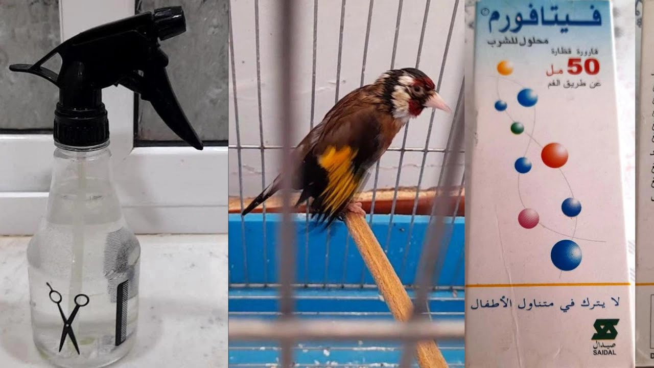 مراد يشرح طريقة تغير الريش بحكم الخبرة بطريقة احترافية 2022