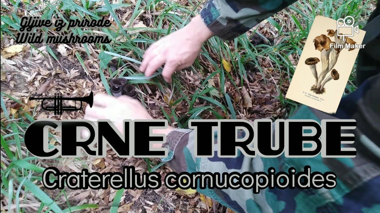 Crne trube, Craterellus cornucopioides i još neke gljive, The Black trumpet