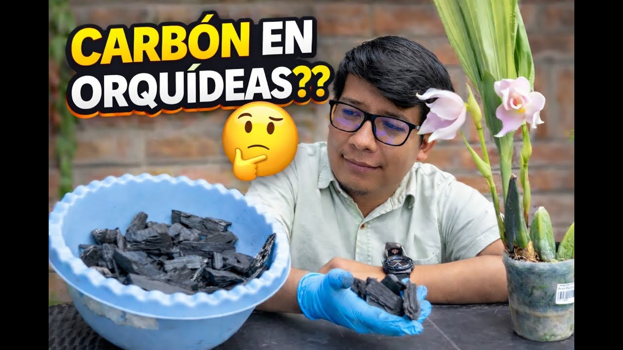 El Mejor Sustrato Inorgánico para Orquídeas