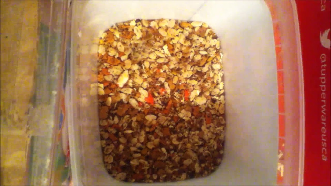 Dermestids: Attagenus unicolor Time-Lapse #1