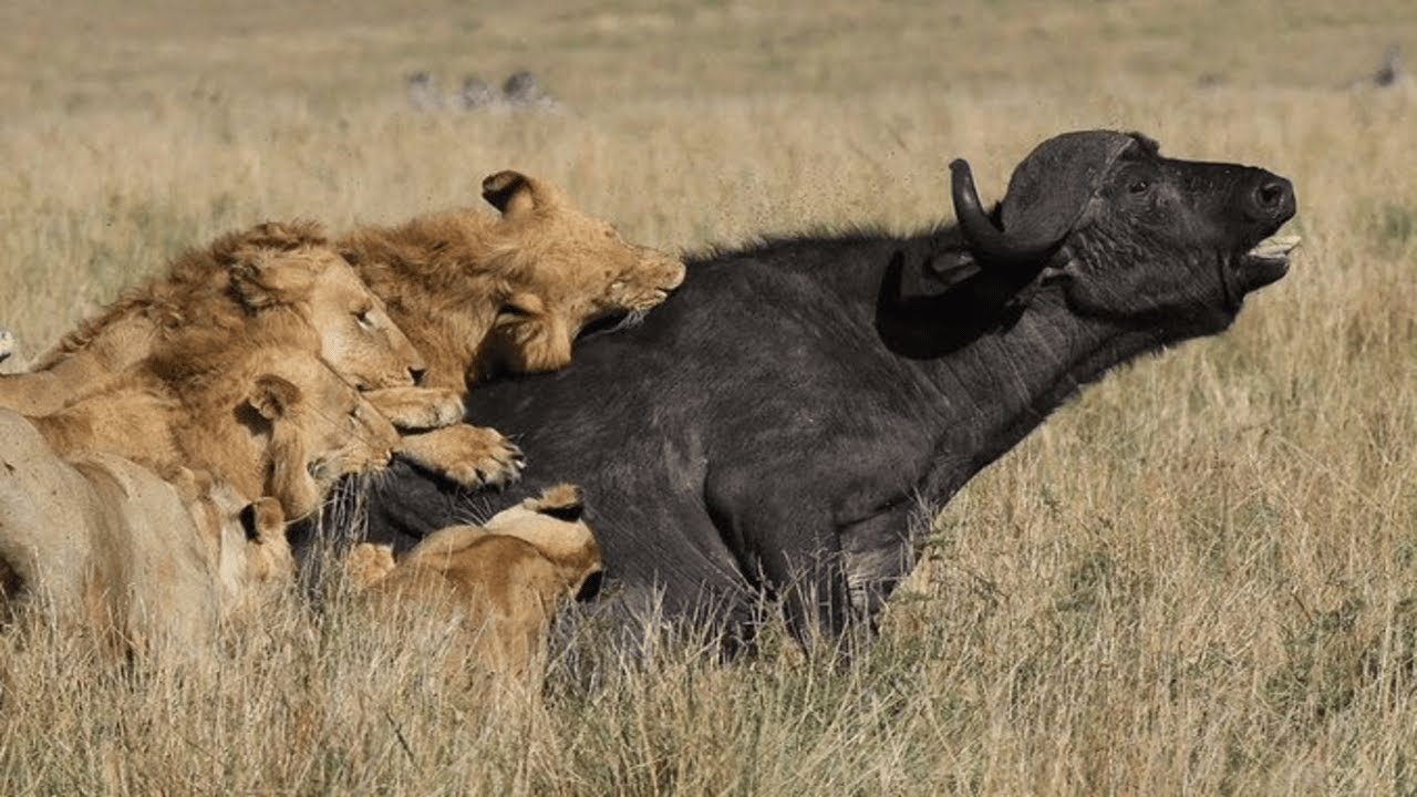 Ca&ccedil;adores da Africa - O Desafiador B&uacute;falo
