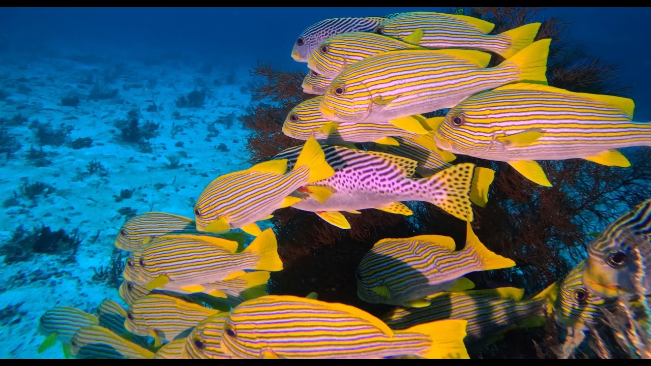Nurkowanie Raja Ampat styczeń 2026 - FAM Islands