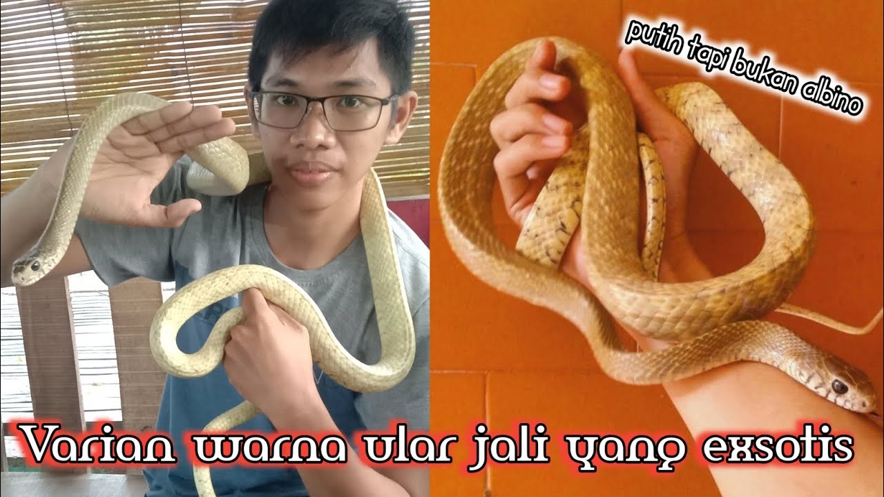 Ular jali sulfur lokalan yg exsotis ( Ptyas mucosus ) bandotan macan