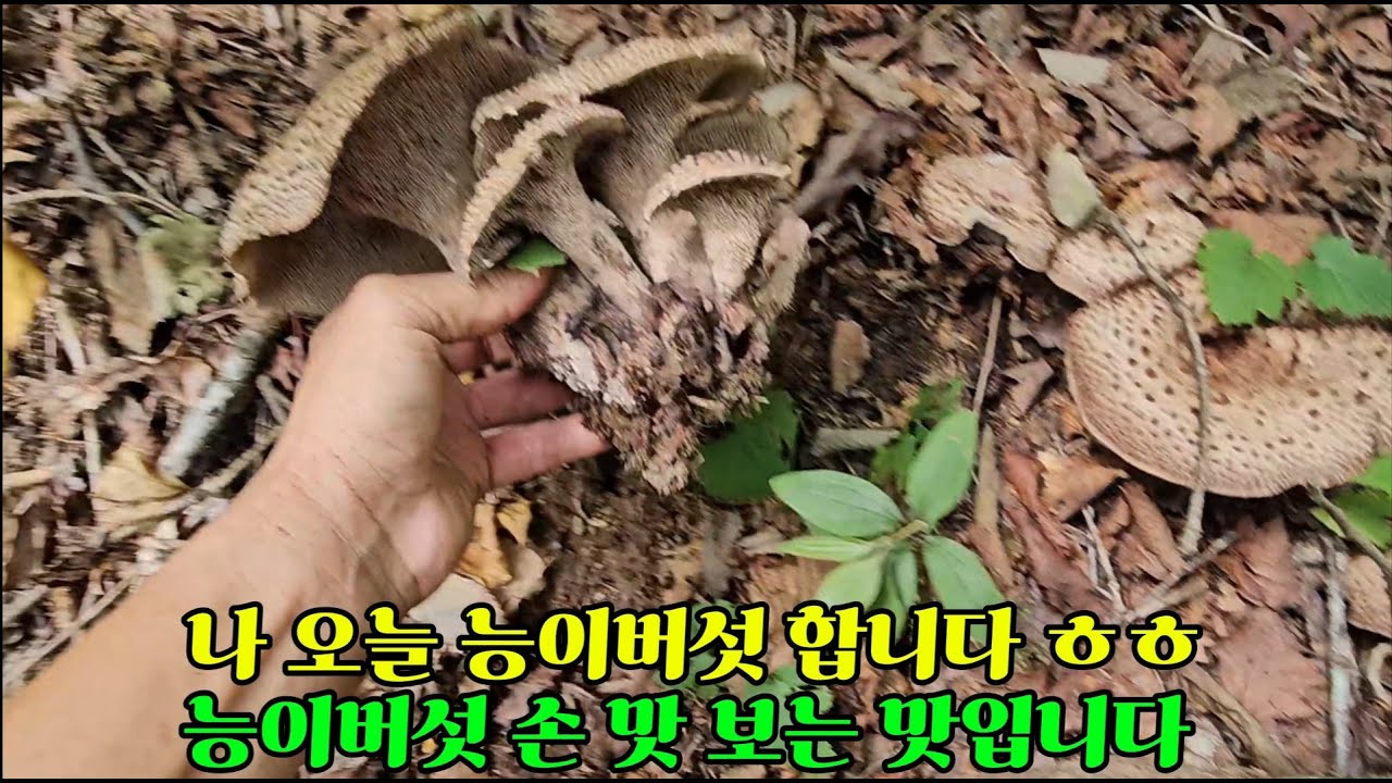 제1043회 2025 9 27  네 번째 능이버섯 산행 운이 따라 줬습니다 ㅎㅎ