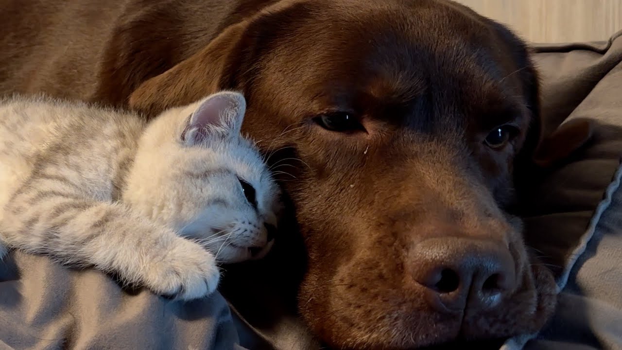 Kitten Wants to Be Adopted by Labrador! Cutest Ever!