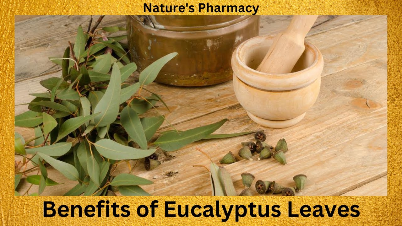 The Health Benefits of Eucalyptus Leaves