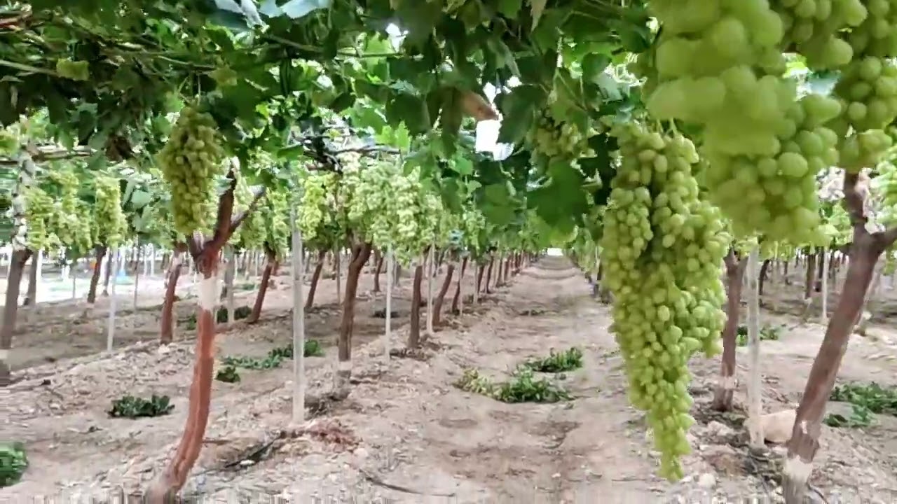 Uvas blancas sin semillas (apirenas)