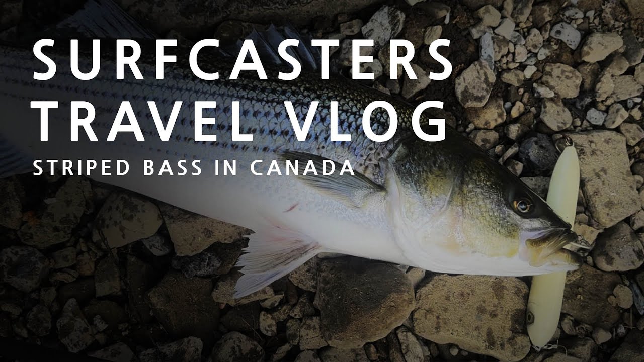 SURFCASTERS TRAVEL VLOG - Striped Bass in Canada