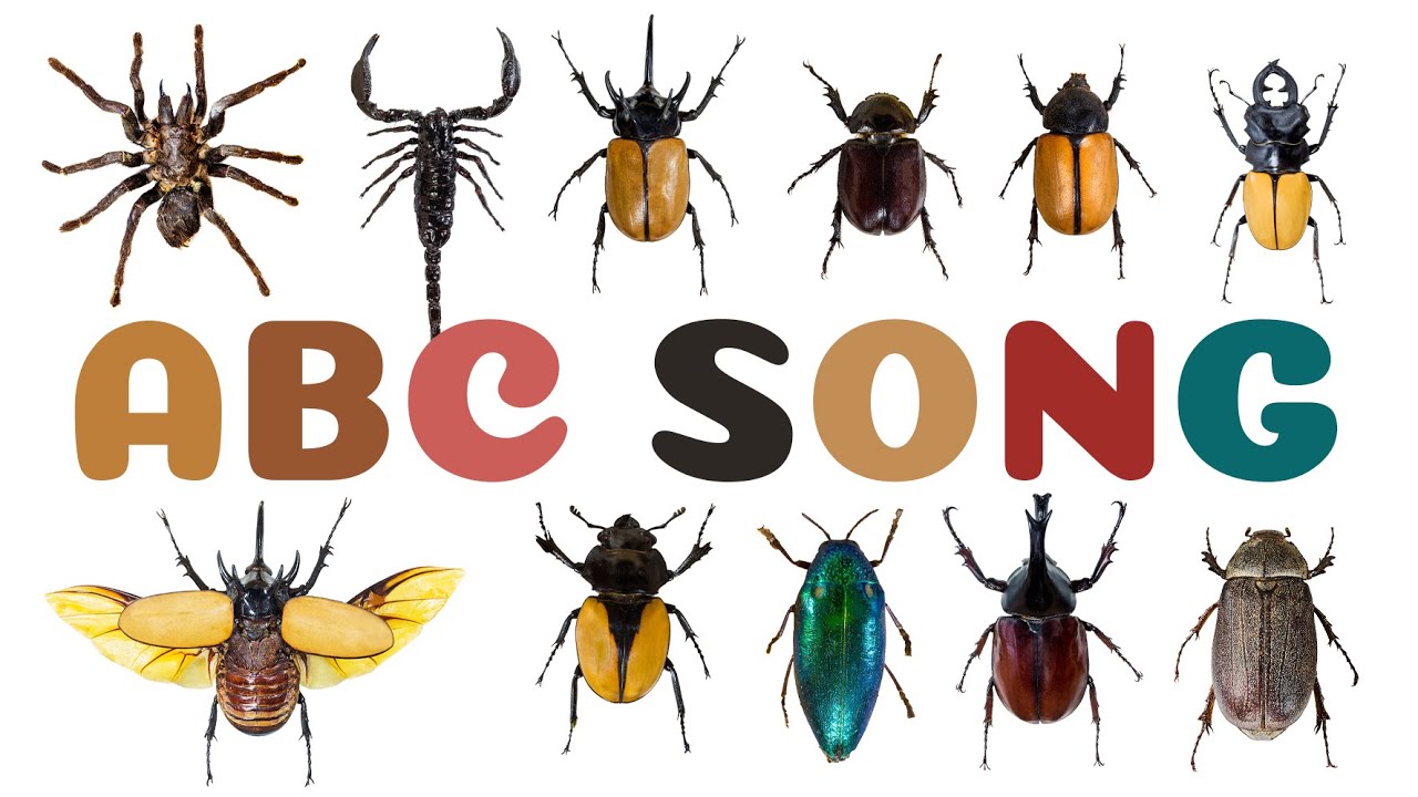 ABC insect song 01
