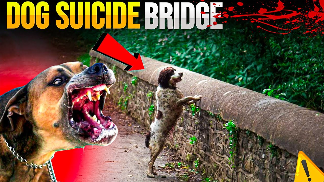 THE DARK MYSTERY BEHIND THE DOG SUICIDE BRIDGE