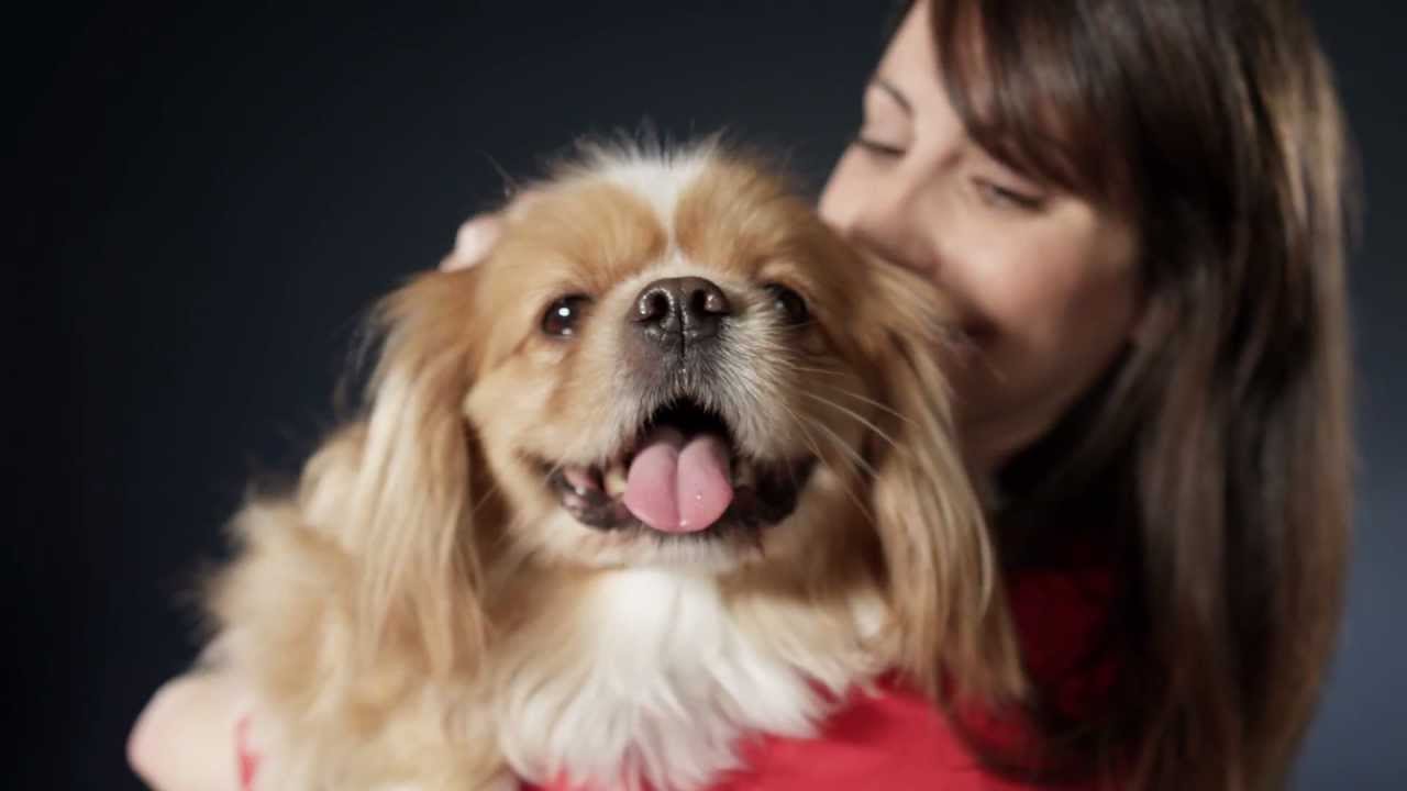 Pets Make Our Lives a Million Times Better (Petco)